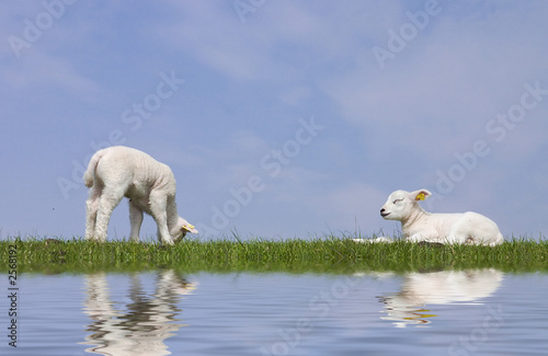 lambs