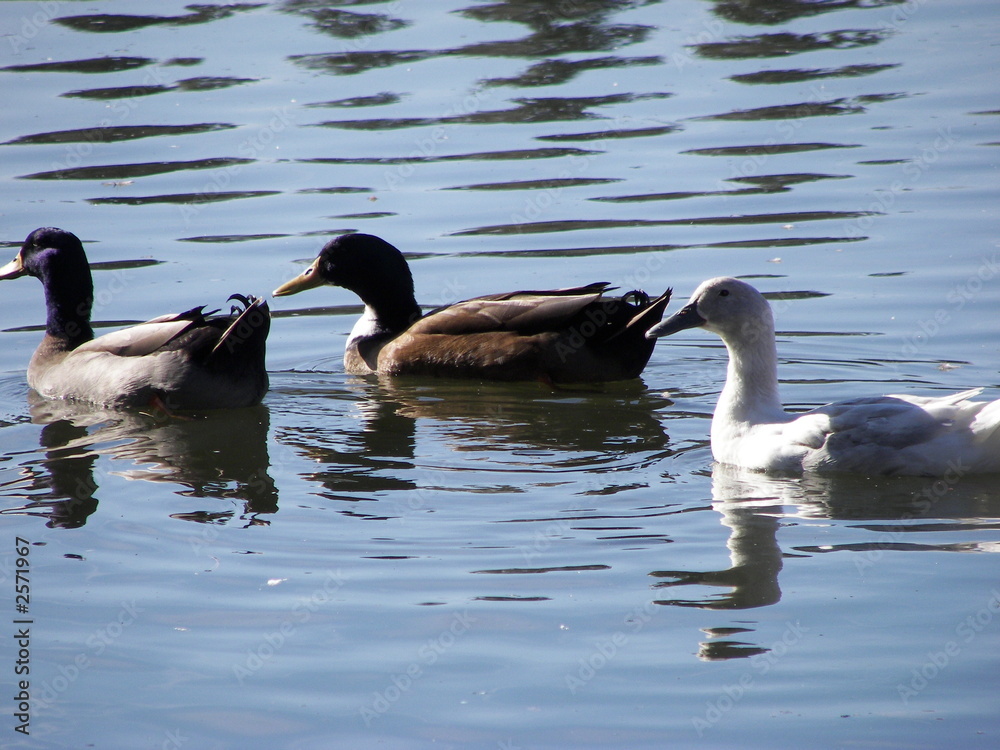 Obraz premium ducks in a lake