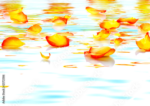 beautiful rose petals on the float