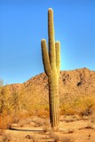 desert saguaro 31