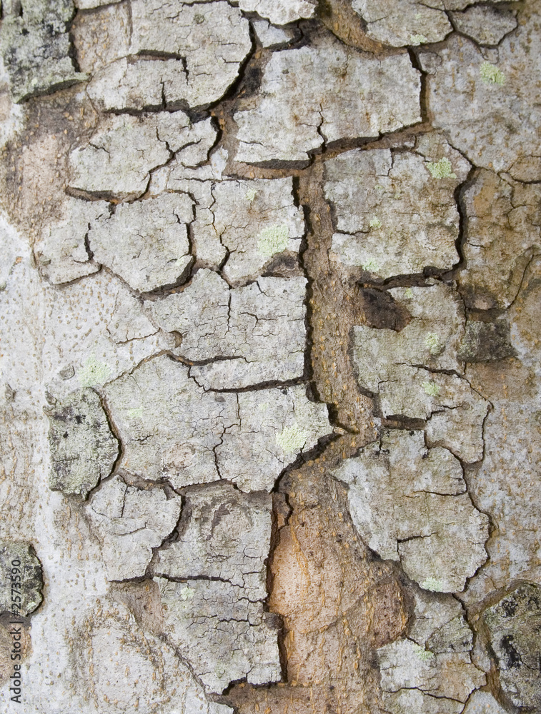 Fototapeta premium tree bark texture