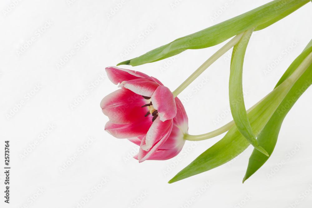 tulip on white