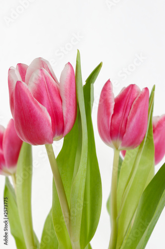Fototapeta Naklejka Na Ścianę i Meble -  tulips on white vertical 2