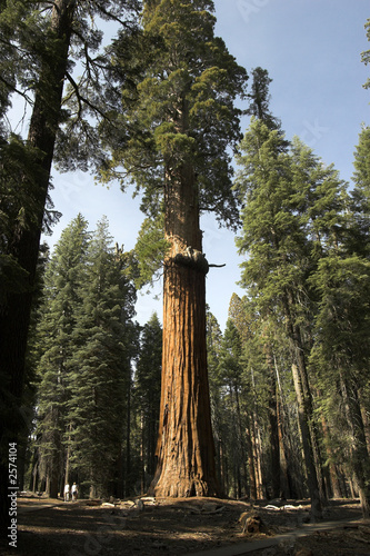 sequoia giant