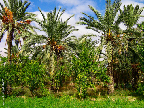 oasis in sahara