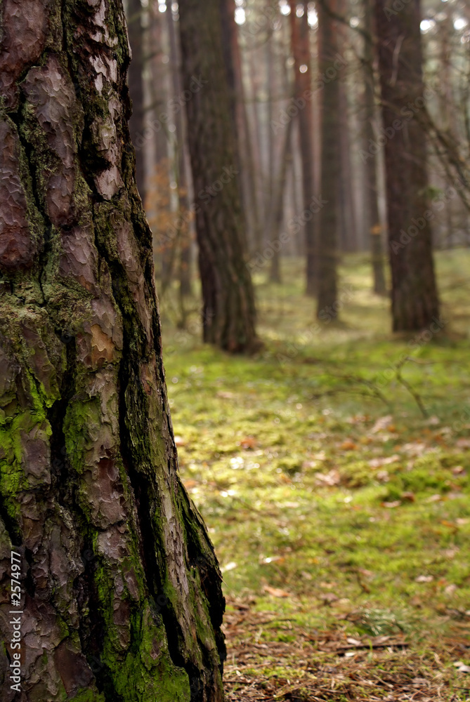 forest forest
