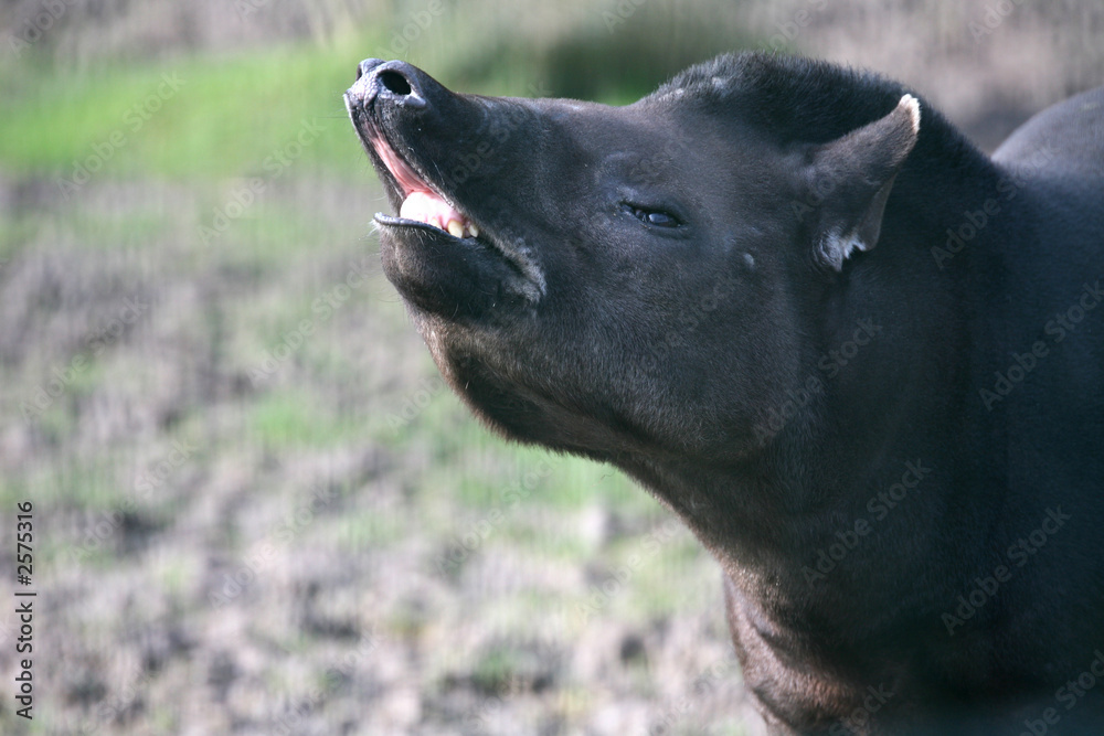 Fototapeta premium tapir