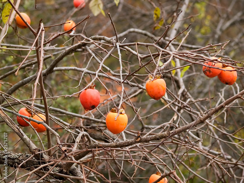 persimmons