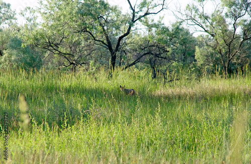 fox