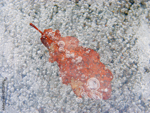 leaf and ice