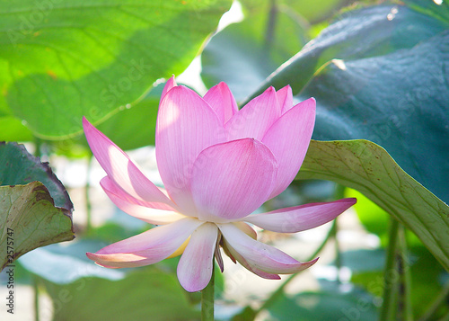 open lotus flower