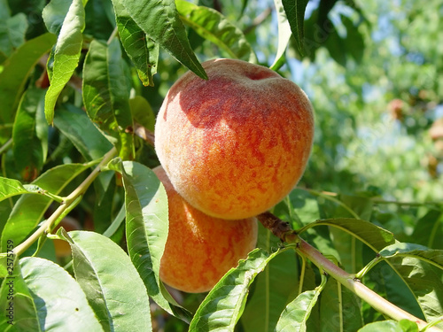 peaches