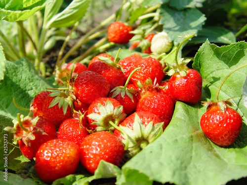 strawberry