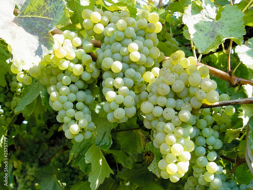 grapes