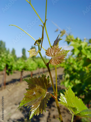 grape tendrils
