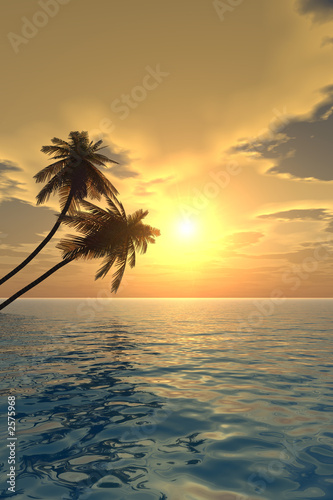 Fototapeta Naklejka Na Ścianę i Meble -  palm_sunset2_v