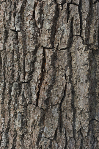 tree bark texture © pvl