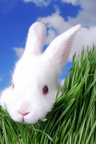 cute easter bunny peeking through the grass photo
