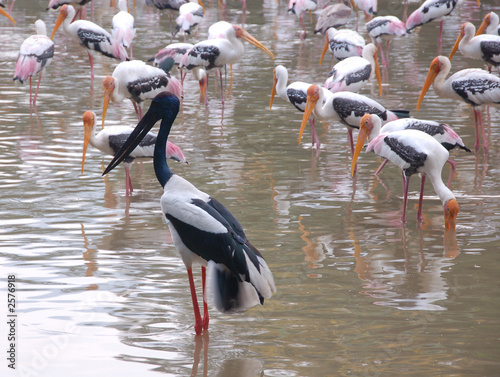 outstanding stork