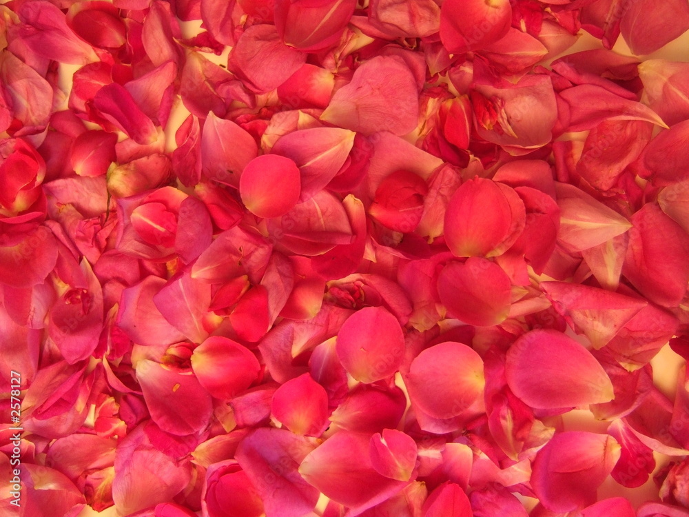 bain de roses bain de roses