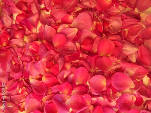 bain  de roses © martine wagner