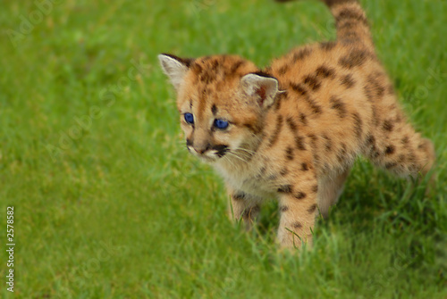 baby leopard