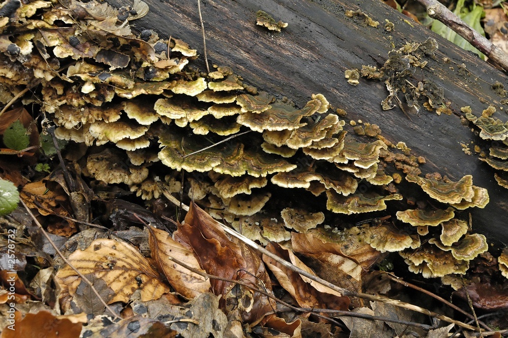champignons champignons