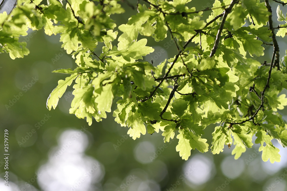 feuilles de chênes