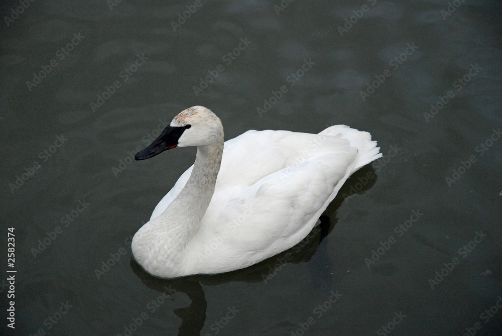 Obraz premium trumpeter swan
