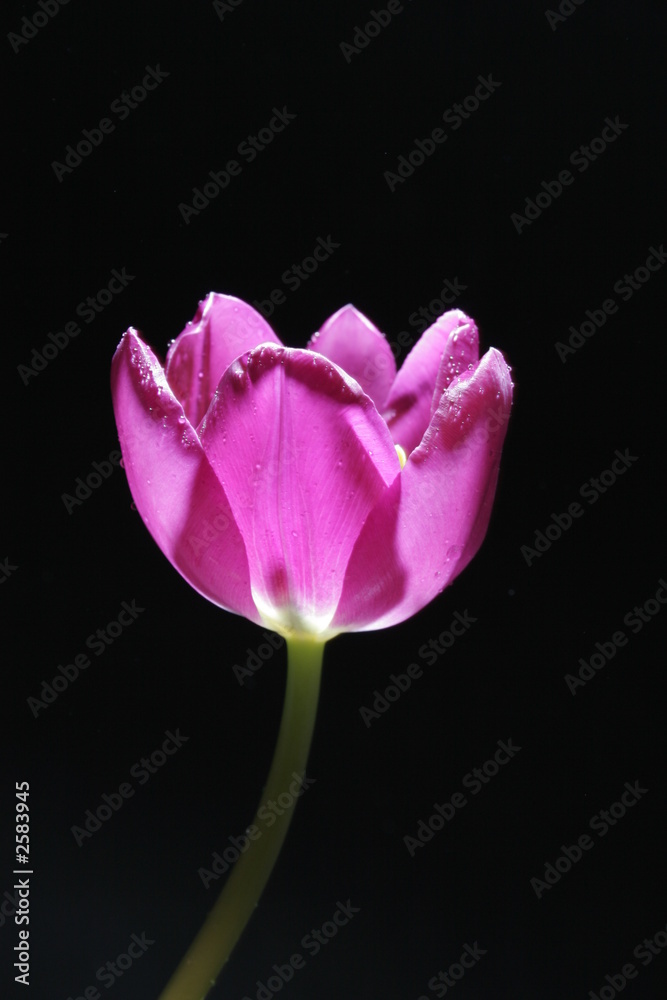violet flower open violet flower open