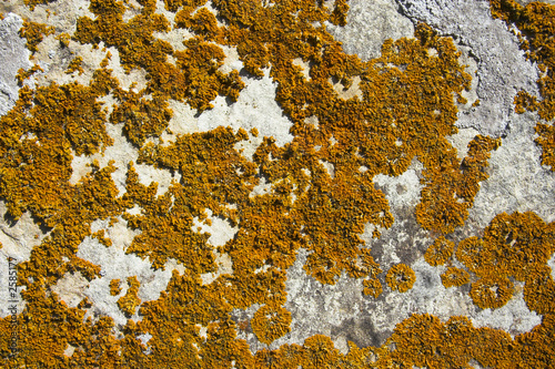 yellowish lichen photo
