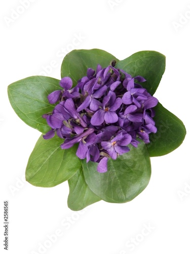 parfum d'antan photo