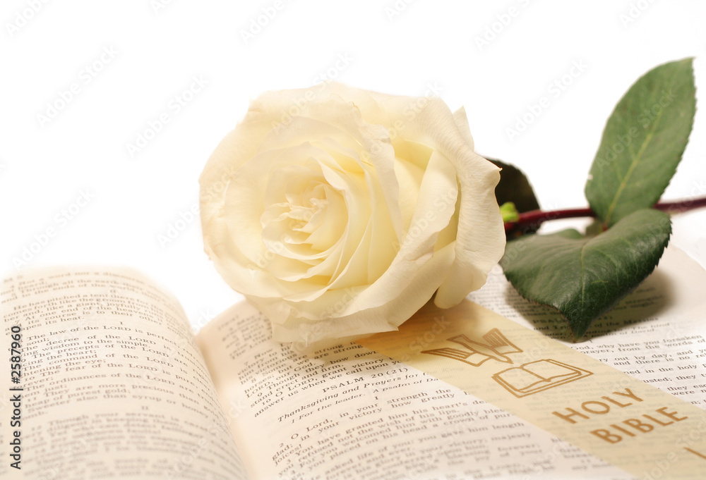 Obraz premium rose and bible