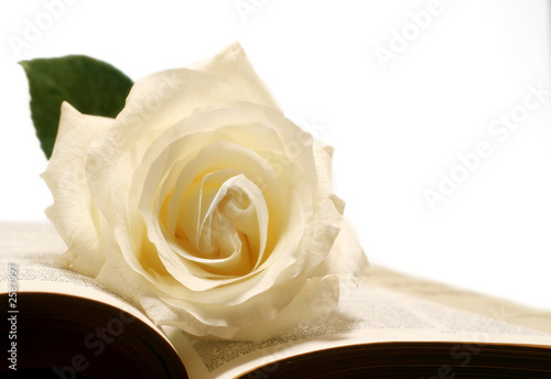 rose and bible