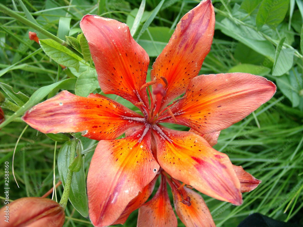 orange lily orange lily