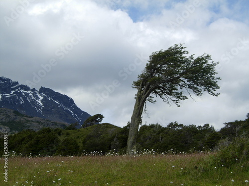 flag tree, patagonia