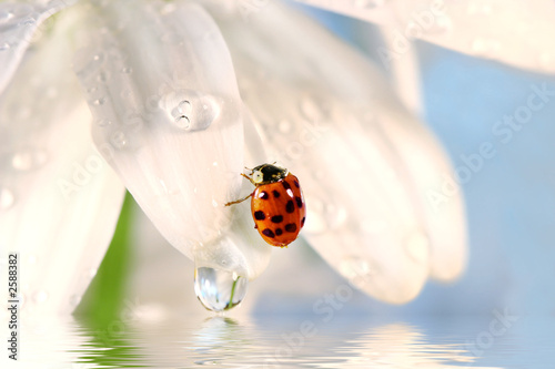 ladybug on white petal with water reflection