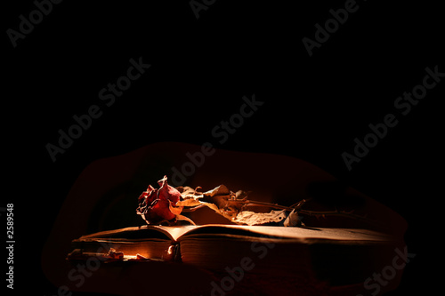 dead rose