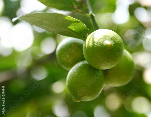 lime fruits