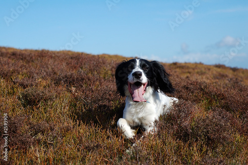 english springer spaniel