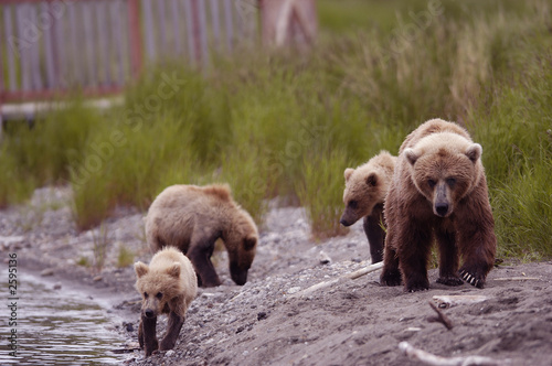 brown bear sow walking with her three cubs