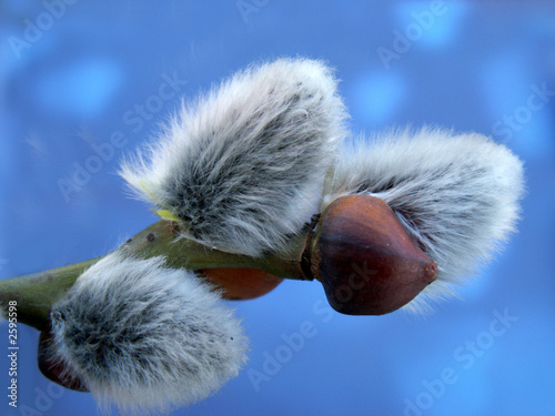 catkin