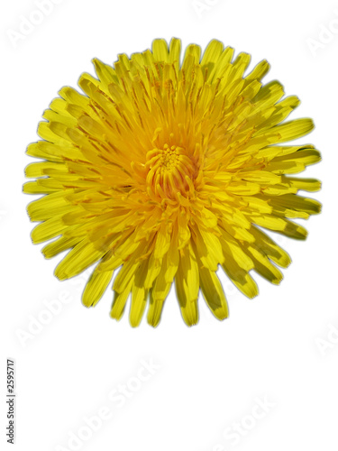dandelion