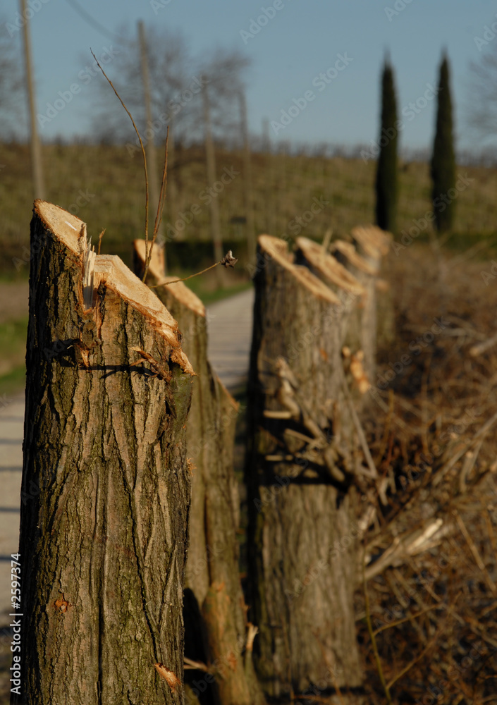 prospettiva campestre prospettiva campestre
