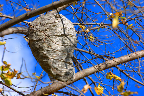 hornet nest photo