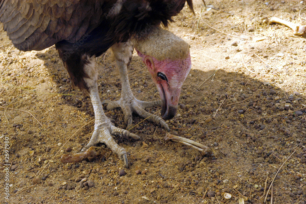 vautour Stock Photo | Adobe Stock