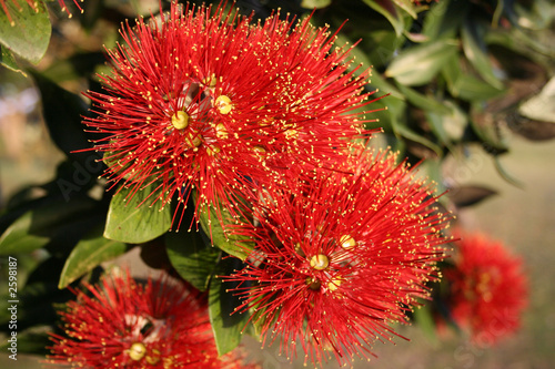 pohutukawa,