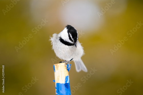 tit-ruffled perch