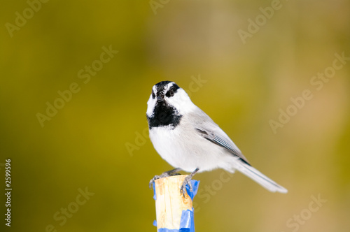 tit-headshot