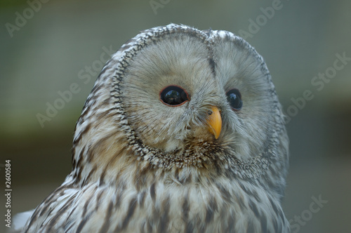 habichtskauz photo